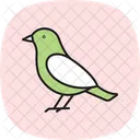 Grebe Bird Water Icon