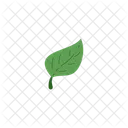 Green Leaf Nature Icon