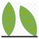 Green Bean Green Pod Icon