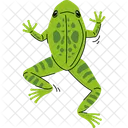 Green frog jumping high  Icon