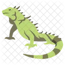Green Iguana  Icon
