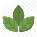 Green Leaf Monstera Leaves Leaf Leaf Icon