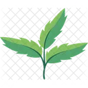 Green Leaf Leaf Nature Icon