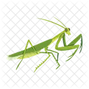 Green Mantis  Icon