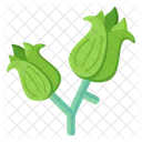 Green Roses  Icon