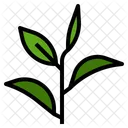 Green Tea Leaf Icon