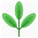 Green Tea Sprout Organic Icon
