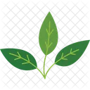 Green Tea Leaf Tea Plant Herbal Leaf Icon