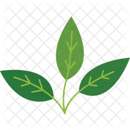 Green Tea Leaf  Icon