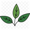 Green Tea Leaf Tea Plant Herbal Leaf Icon