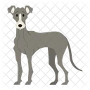 Greyhound Dog Puppy Icon