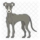 Greyhound Dog Puppy Icon