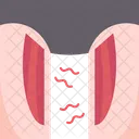 Groin  Icon