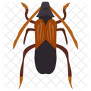 Ground Beetle Insect Scarab Beetle Icon