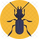 Ground Beetle Beetle Insect Icon