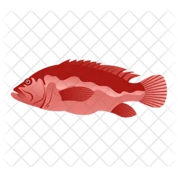 Grouper Fish  Icon