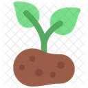 Grow Potato Agriculture Icon