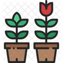 Growing Flower Spring Icon