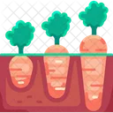 Growing carrot  Icon