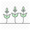 Growing Crops Growing Crops Icon