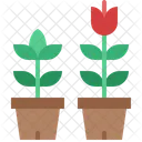 Growing Flower Spring Icon
