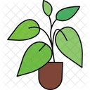 Growing Leaf Plant Plant Growth Green Leaf Icon