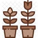 Growing Flower Spring Icon