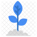 Growing Plant  Icon