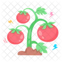 Growing Tomatoes Tomatoes Plant Fruit Icon