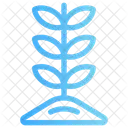 Growth  Icon