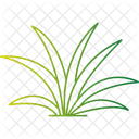 Grunlilie Chlorophytum Zimmerpflanze Icon