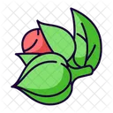 Guarana  Icon