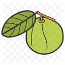 Guayaba Dieta Saludable Comida Sana Icono