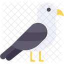 Gull  Icon