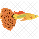 Guppy fish  Icon