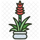 Guzmania Flora Flower Icon