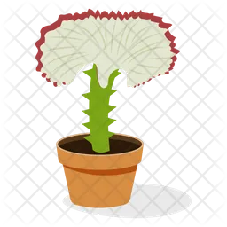 Gymnocalycium Plant  Icon
