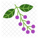 Hackberry Tree Foliage Icon