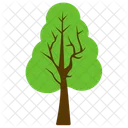 Hainbuche Baum Botanik Symbol