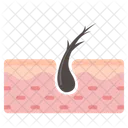 Hair Follicle  Icon