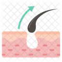Hair Follicle  Icon