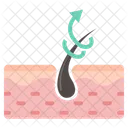 Hair Follicle  Icon