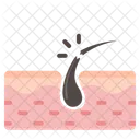 Hair Follicle  Icon