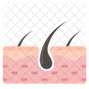 Hair Follicle  Icon