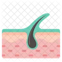 Hair Follicle  Icon