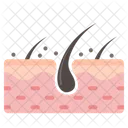 Hair Follicle  Icon