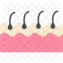 Hair Anatomy Dermis Icon
