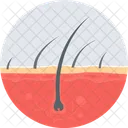 Hair Transplant Hair Transplant Icon