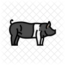 Hampshire Pig Breed Icon