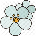 Hanami Cherry Blossom Icon
